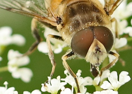 Eristalis arbustorum. male, hoverfly, Alan Prowse